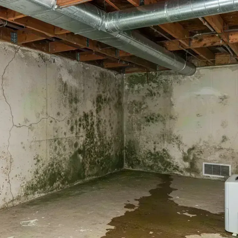 Professional Mold Removal in Fair Grove, MO